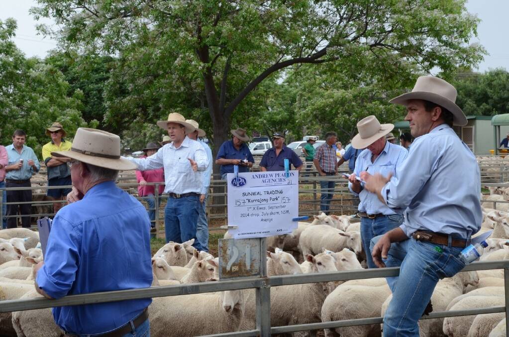 Sale scene at Narromine special store sheep sale.