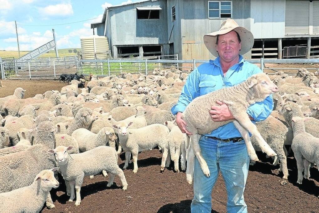 Dick Croake, "Waterview", Ilford with a Merino lamb in a mob of Merino ewes and lambs.