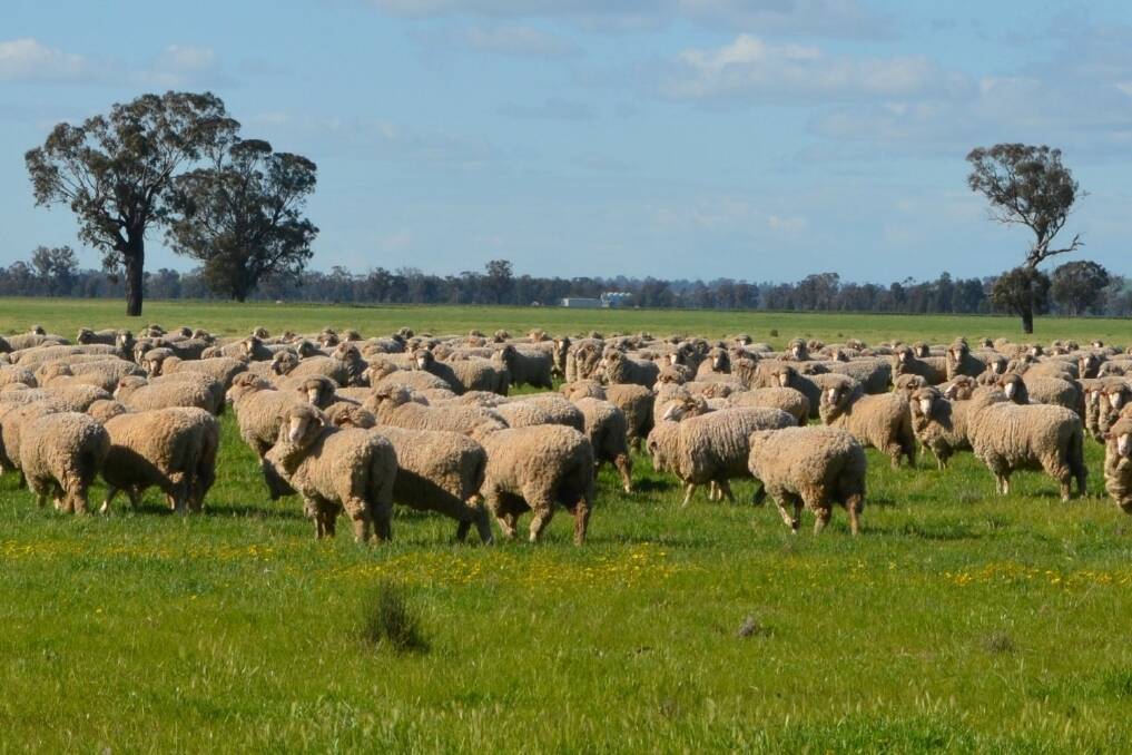 Pasture production key to livestock profitability