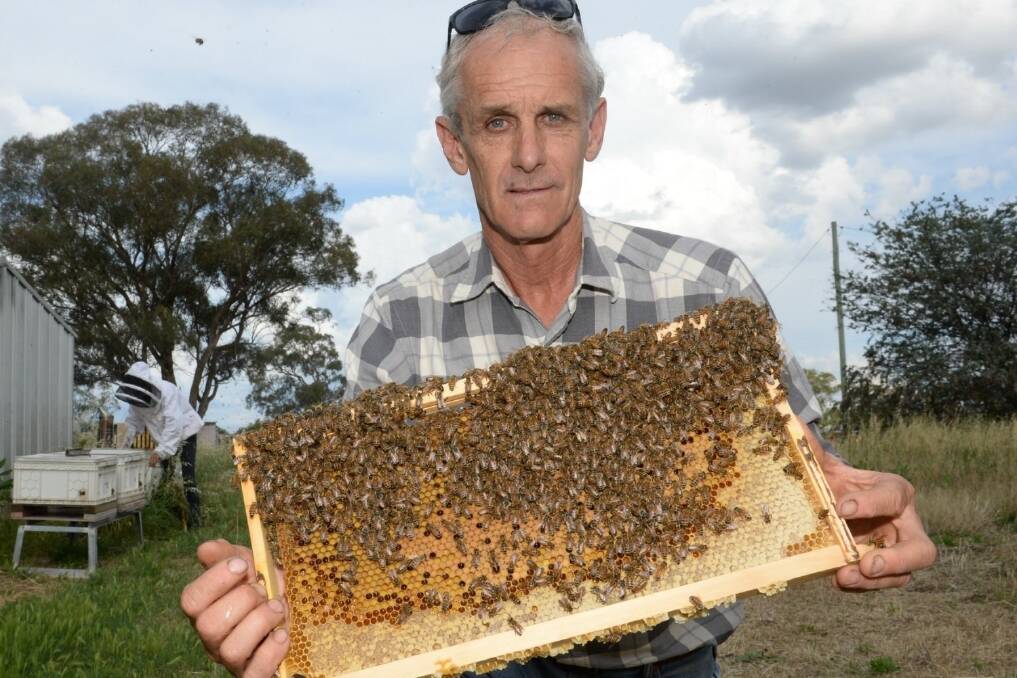 Abuzz: Queen bee breeder Terry Brown says semen imports will save producers money and improve colonies' resistance.
