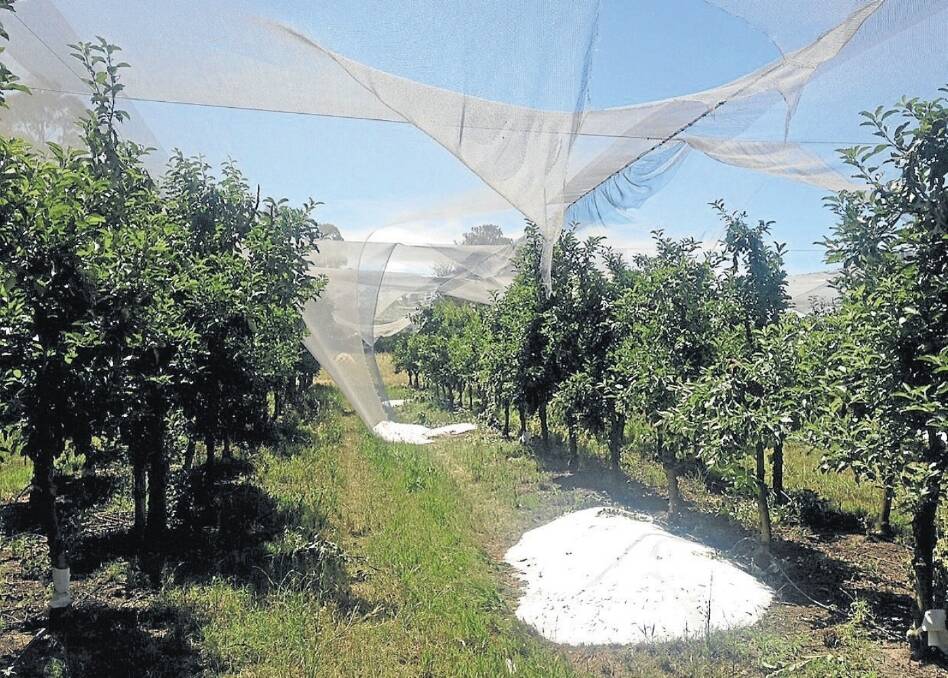 Netting saved fruit in some Goulburn Valley orchards from hail damage in October but a considerable amount was affected.