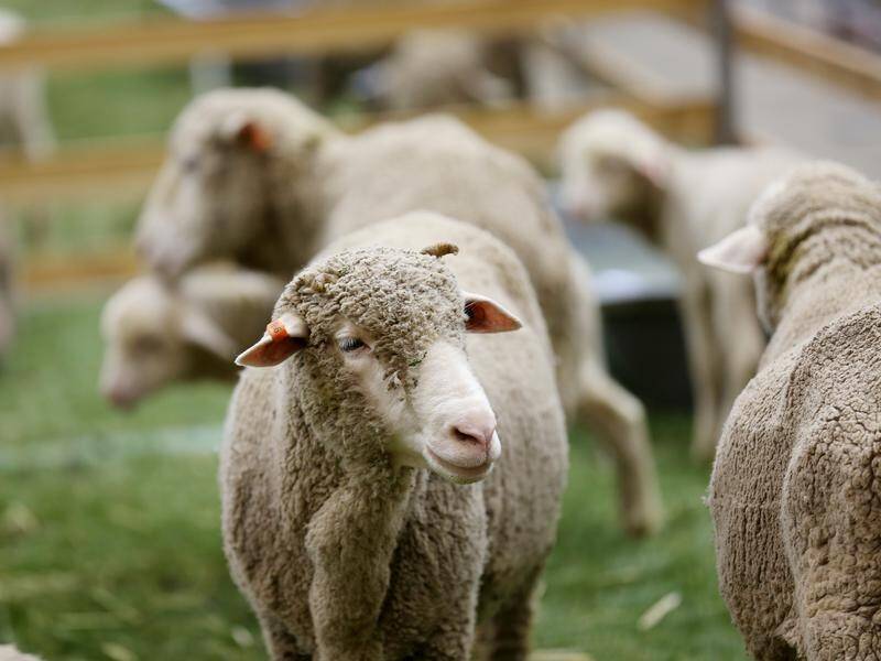 About 700 sheep worth more than $100,000 have allegedly been stolen from a farm in Victoria. (Nikki Short/AAP PHOTOS)