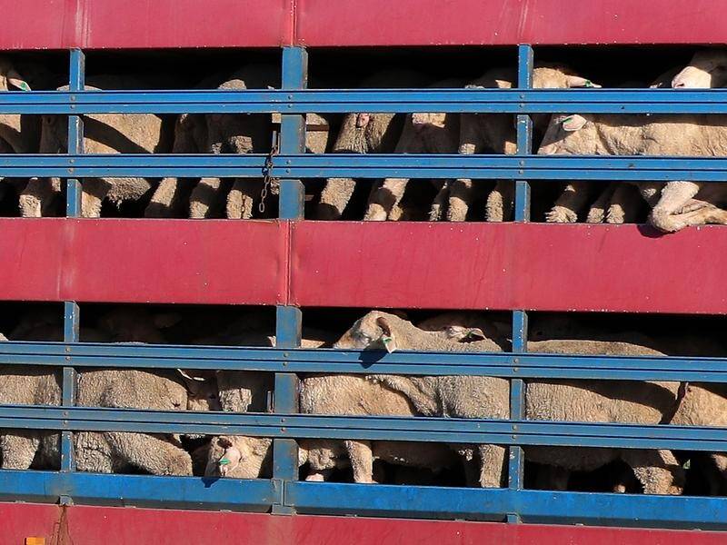 Prime Minister Anthony Albanese went to the election promising to ban live sheep exports.