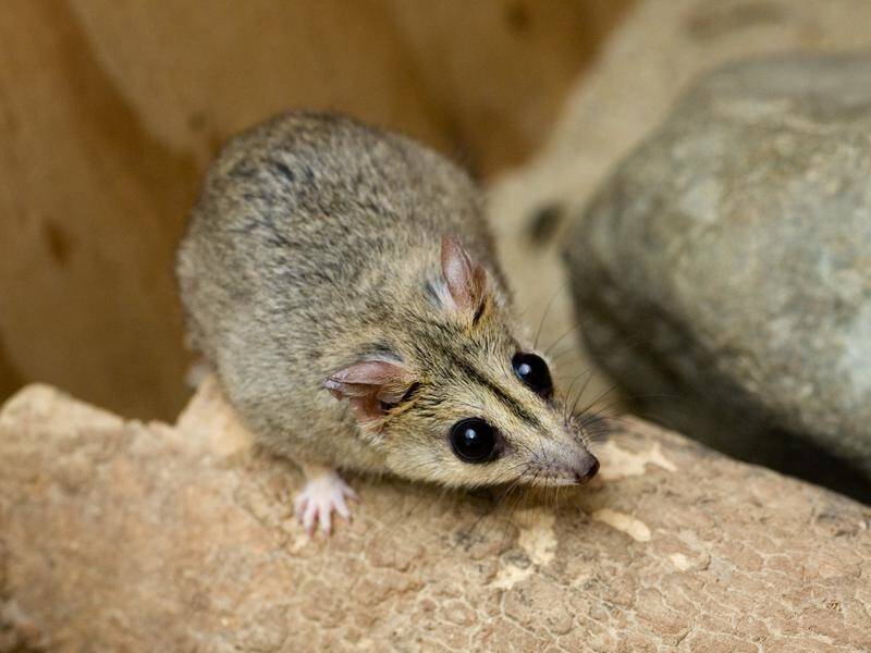 The endangered Julia Creek Dunnart may be pushed to the brink by the north Queensland flooding.