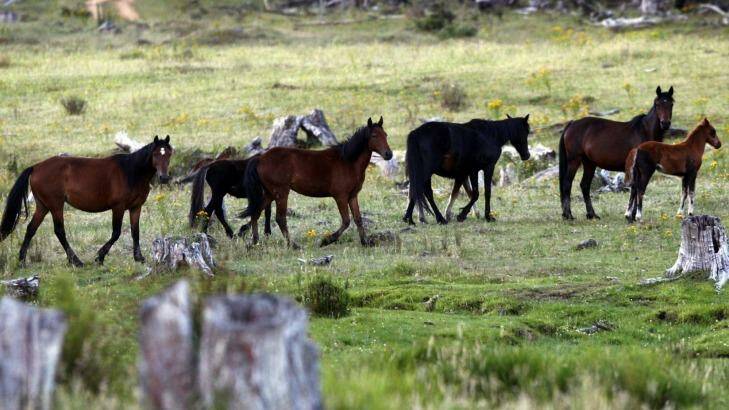 The 2023 survey of the wild horse population results indicate there are between 12,934 and 22,536 horses in Kosciuszko National Park. Picture supplied 