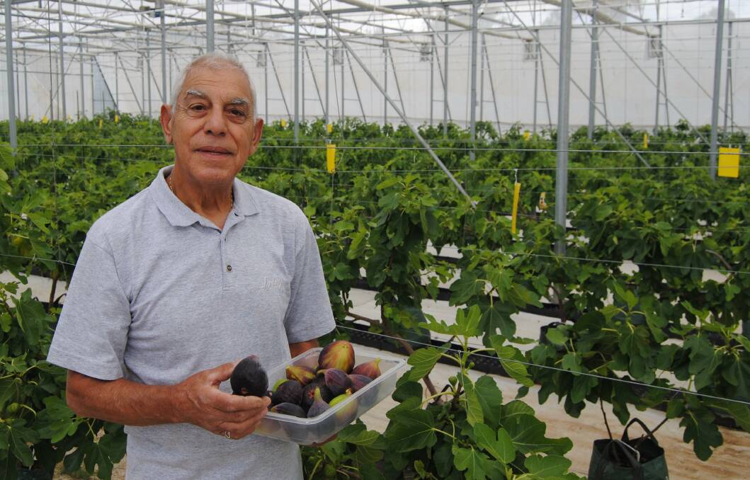 SWEET: Don Hallit, Dooralong valley, near Wyong, with his beautiful black genoa figs. Don's entire operation, including his 1100-square-metre greenhouse, relies on solar power.