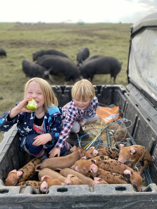 TIME TO MOVE: Baby Berkshire-Duroc piglets being moved, with their mums, to a better spot in the paddock, with a little help from Molly, 5, and Jack, 3.