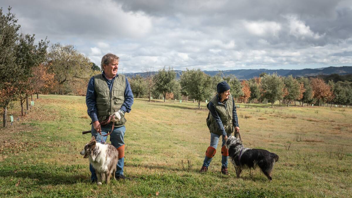 ON THE HUNT: Richard and Jane Austen,Hartley Truffles, with their dogs Coco and Maggie, produce both fresh truffles, and truffled honey and salt. PHOTOS: Greg Piper.
