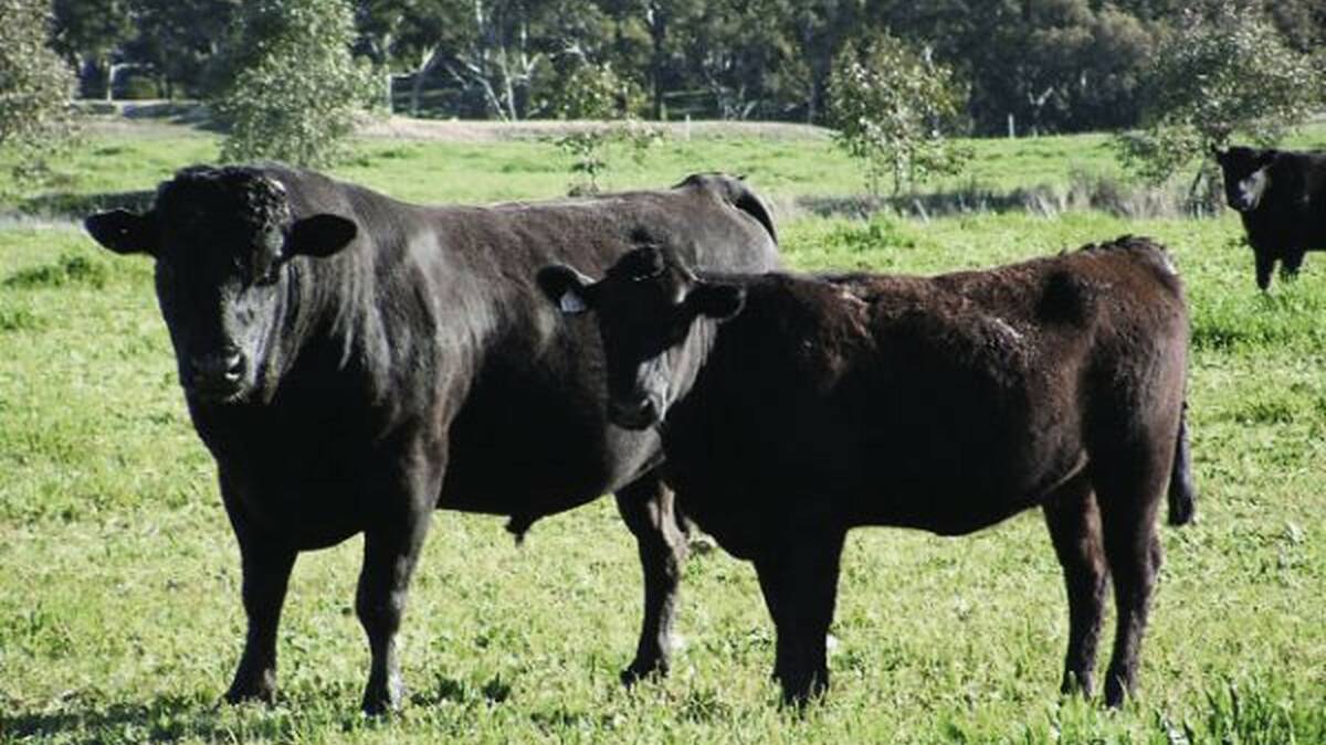 TASTY: Rob Lennon, Gundooee Organics, found that Wagyu was not only more flavoursome, it also had healthier fat.