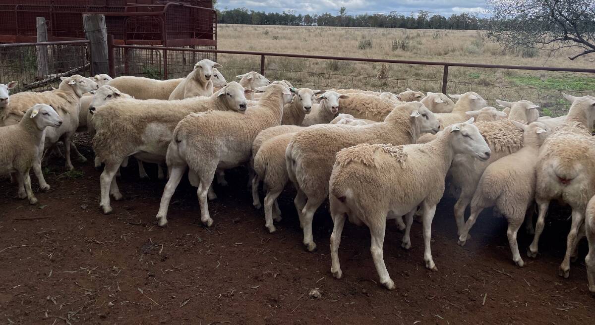 HYBRID VIGOUR: The Dorper Australian White-cross is producing a fast-finishing lamb which can be ideal for a range of markets depending on the season.