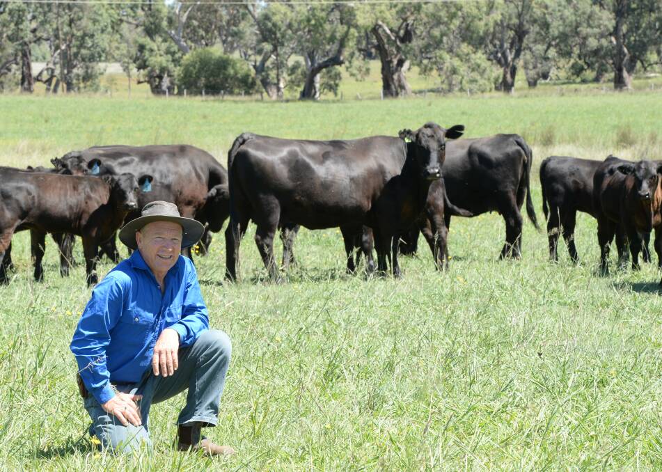 David Bruce, "Uliman South", Coonabarabran,NSW,  knows his steers are destined for the feedlot market. Mr Bruce focuses on structure, growth and temperament in his calves. Photos by Rachael Webb.