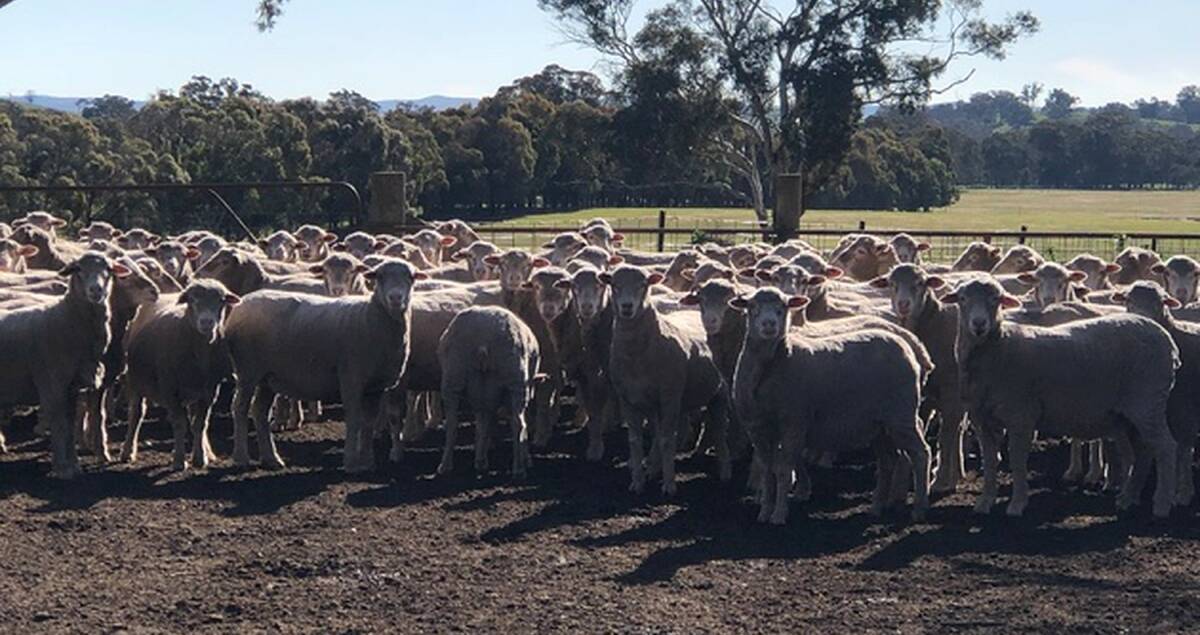 VERSATILE: Two to six-year-old ewes at Oaklands, Gunning. The Whittakers have seen an increase in fleece and body weight, as well as an improvement in micron.