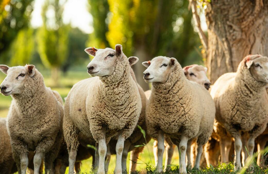 BEAUTIFUL: Vince Heffernan's Texel ewes. Photos: Alan Benson Photography, taken for the recently launched book The Ethical Omnivore.