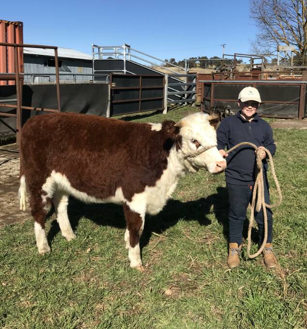 GUIDING HAND: Dean Rumbel, 9, hard at work teaching his heifer to lead, with the help of his parents Ben and Leanne Rumbel, Supple Whiteface stud, Guyra.