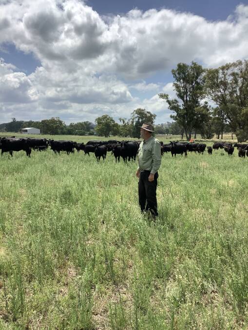 WALKING A MUST: Stafford Job, Emmagool Pastoral, needs Angus cattle that can walk long distances and thrive in marsh country on their properties.