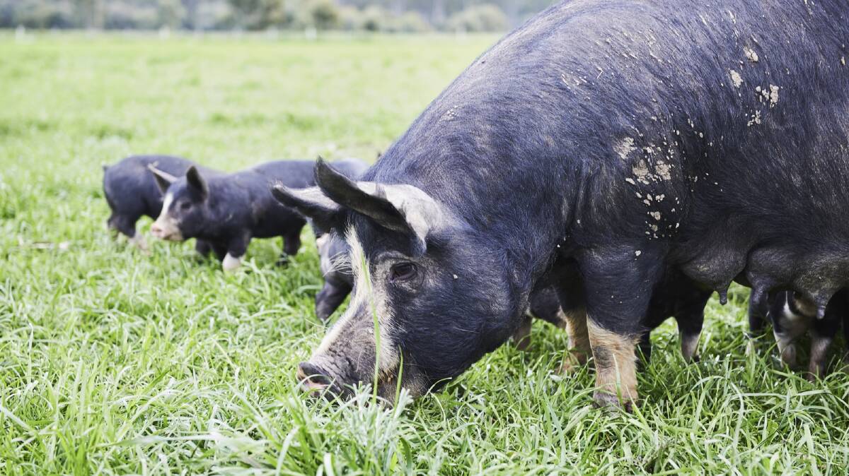 LIVING THE GOOD LIFE: Bundarra Berkshires sows and piglets having a graze. Photo: Rochelle Eagle. 