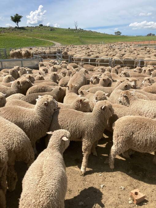 FINISHED: Jessmondeen's Poll Dorset-cross lambs are sold straight off their mothers through the saleyards, with heavier lines sold direct to Coles or Southern Meats.