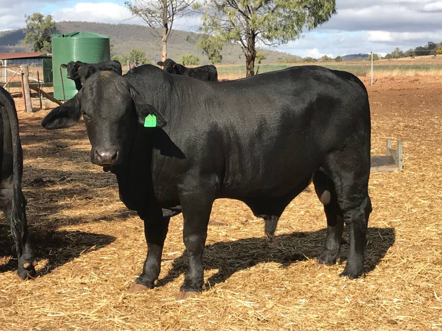 Mullamuddy Milo, who will be on display at Mullamuddy Brangus' open day on day five of Northern Beef Week, is also for sale.