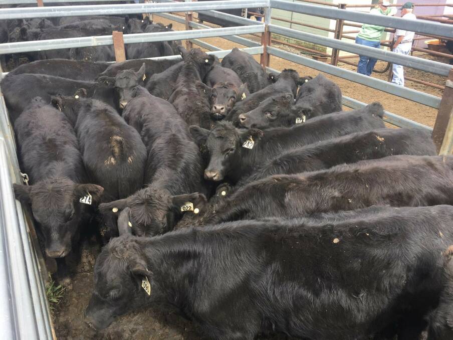 CRACKING: Parraweena Highland Cattle Company's Angus calves sold at the Dorrigo weaner sale for an average of $1720 a head.