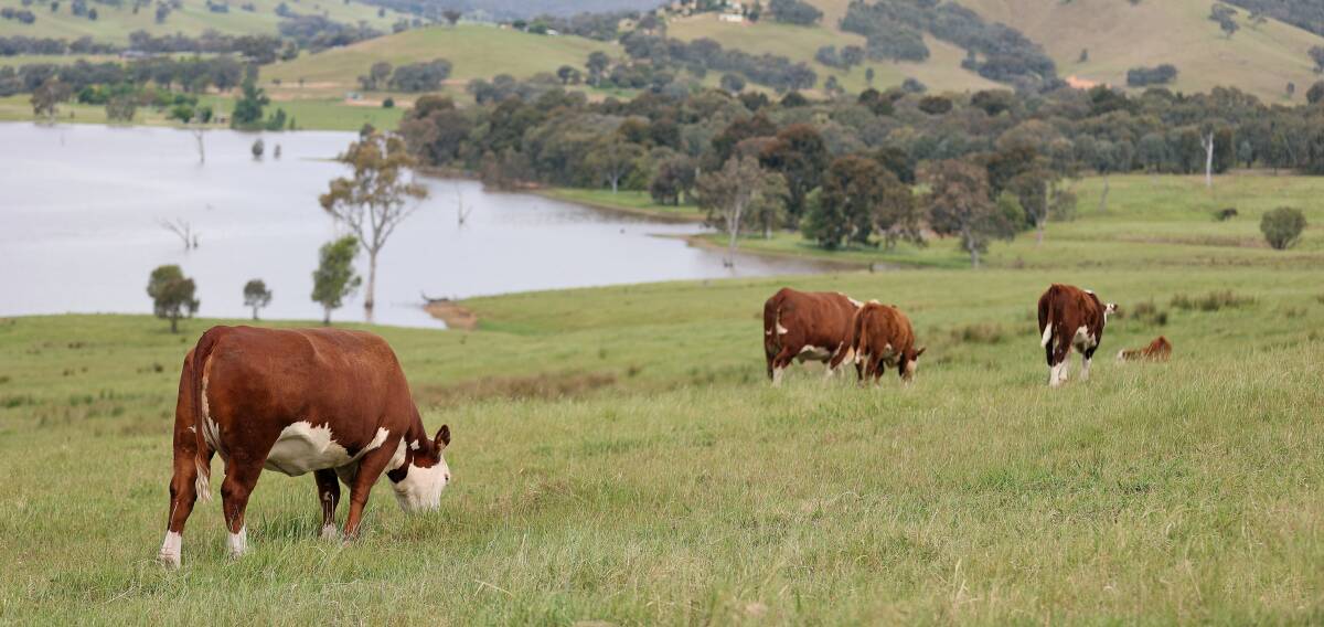 Herefords Australia is taking a leading role in sustainability in the breed. Picture by Herefords Australia