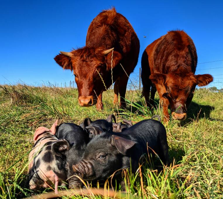 HELLO THERE: The free-range pigs at Pig and Earth Farm spend all of their time foraging in the paddock.