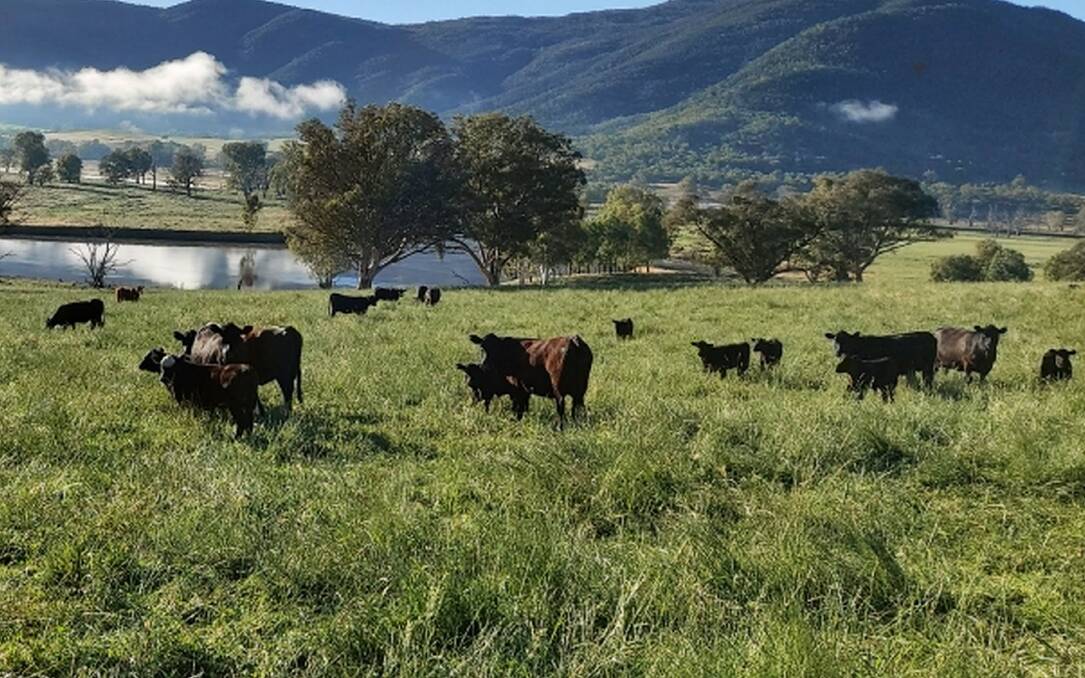 CAN HACK IT: The Angus herd at Basin Creek can handle the steeper country on the Greenhill's family property.