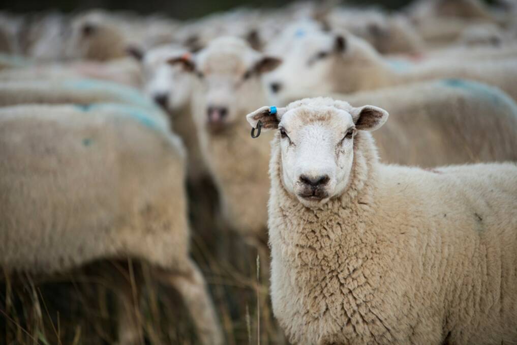 PERFECT MUMS: Mr Heffernan says Texels make fantastic mothers, due to their calm temperament. The lamb is also very silky and lean, with an almost nutty flavour.
