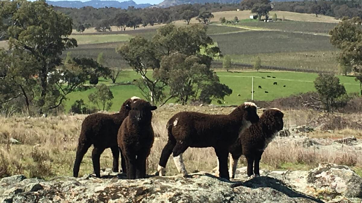 ROCK ON: Sylvana and Ken's coloured lambs having a ball on the rocks.
