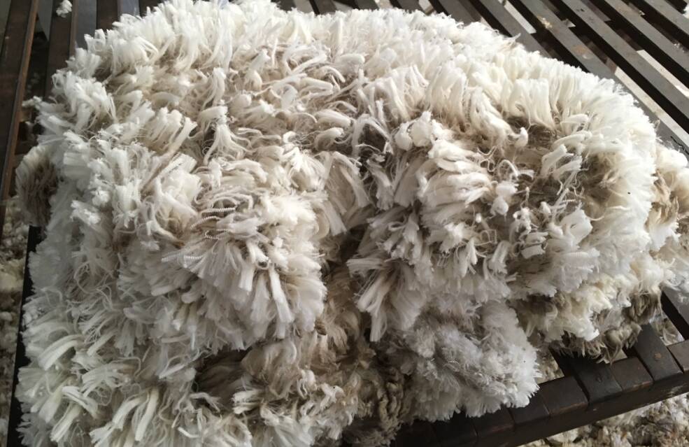 MAGNIFICENT: Grant Toole's Merino wool is between 17.5 to 18.5 micron.