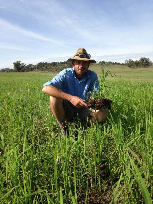 Peter Terry, Manildra, in a paddock of Millet where he used YLAD Living Soils signature biological product range to improve soil health and crop nutrition.