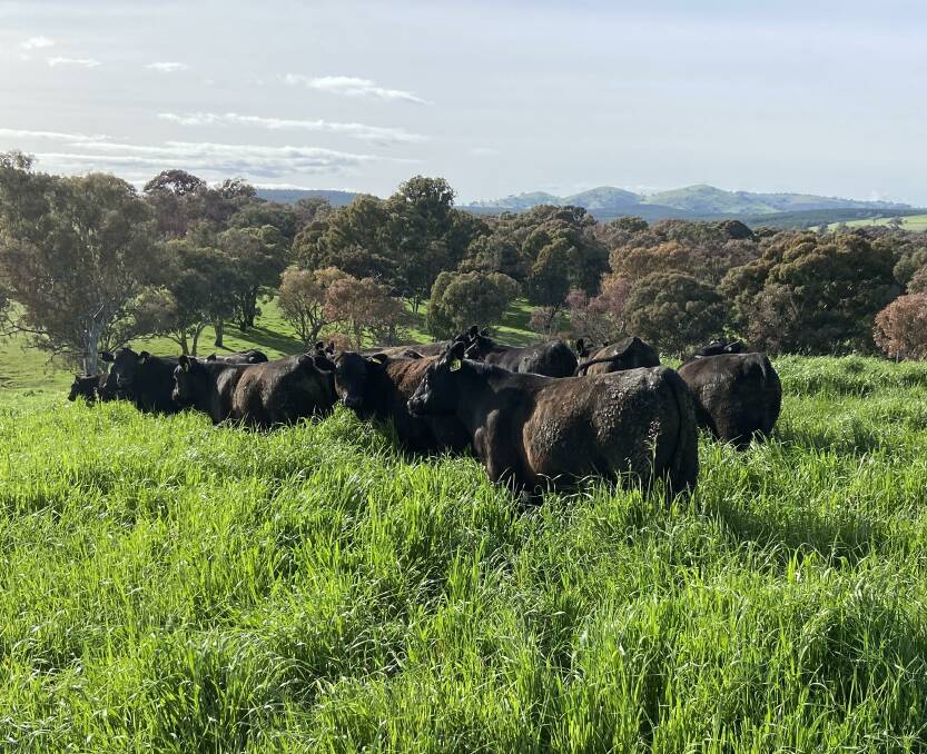 GROWING: Bundarbo Station Angus steers grazing oats and rye grass in October 2021.