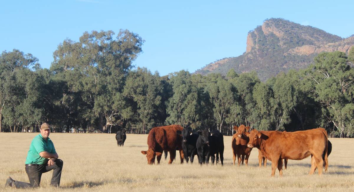Jon Thompson, Flat Rock Farm, The Rock, has been so impressed with the length and muscle of his Limousin-cross offspring, he is in the process of converting his mixed herd of breeders to pure Limousin.