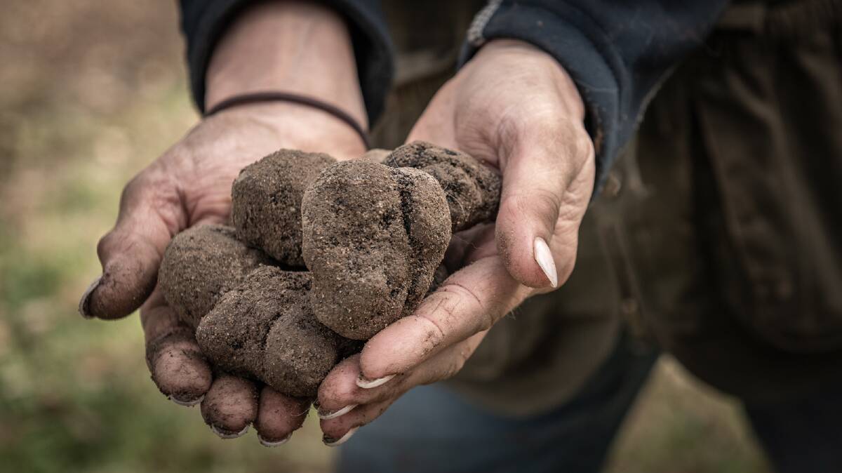 BLACK GOLD: Truffles are carefully washed, cleaned and dried, then classed into three classes.