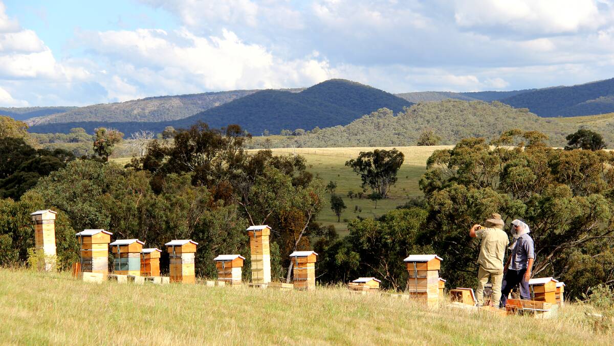 HIVE WITH A VIEW: The Malfroy's Gold hives are built of milled fallen trees to mimic the bees' natural homes.