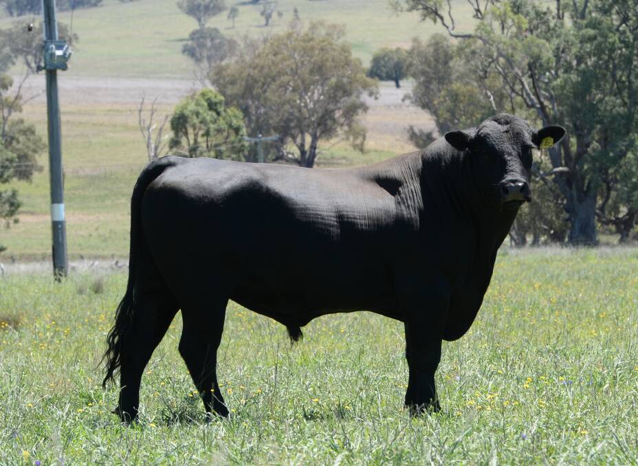 David Bruce uses Angus bulls from a range of studs from across NSW to join his herd of 130 pure-bred Angus cows, including DSK Angus, Coonabarabran.