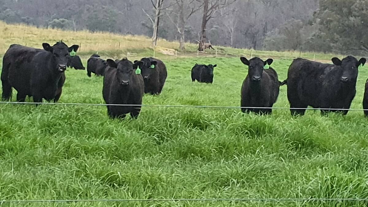 WHAT'S YOUR BEEF: Jen Smith is looking for consistency and agility in her Tambo Crossing Angus herd.