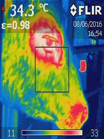 FLIR thermal mapping