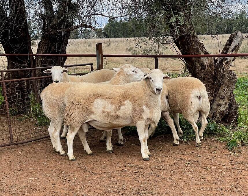 MEATY GENETICS: The Halings have been sourcing their Australian White rams from Red Hill stud, Wongarbon, for two years, bringing plenty of meat to the progeny.