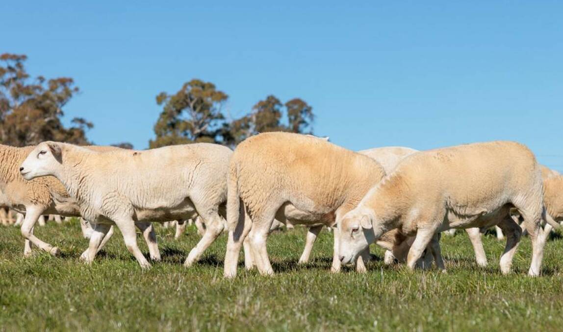 Magnificent Australian White lambs destined for the sought-after Margra brand. Picture by Andrew Yeo