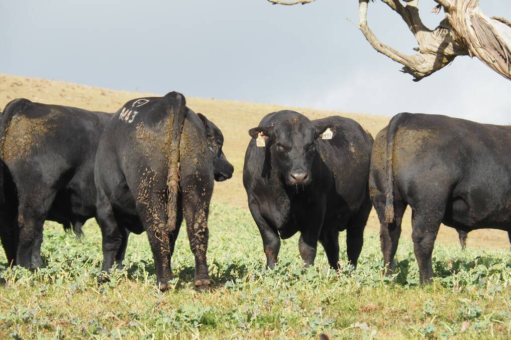 Maxwellton Angus stud will be open on day seven of Northern Beef Week, with two-year-old grass-fed bulls, yearling bulls and females on display.