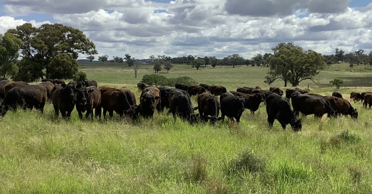 THE WHOLE PACKAGE: Emmagool Pastoral's Job family is impressed with the hardiness, calm temperament, calving ease and fertility of its Angus herd.