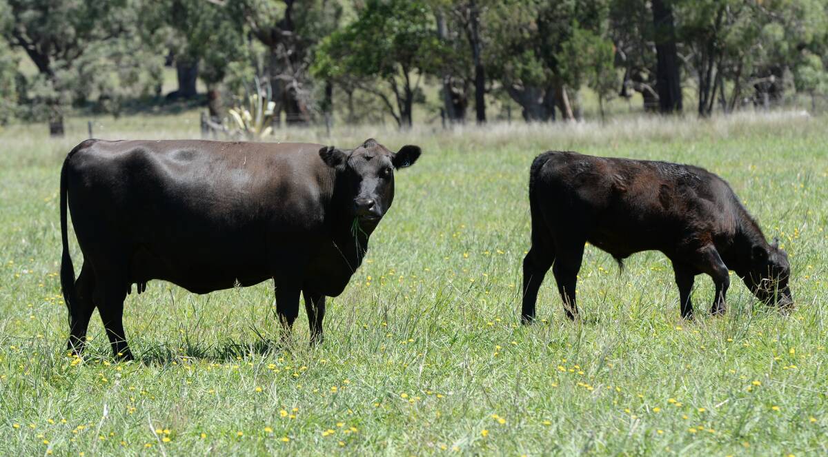 A four-year-old cow with her July/August drop calf at "Uliman South", Coonabarabran. David Bruce is focused on keeping good structure in his breeders.