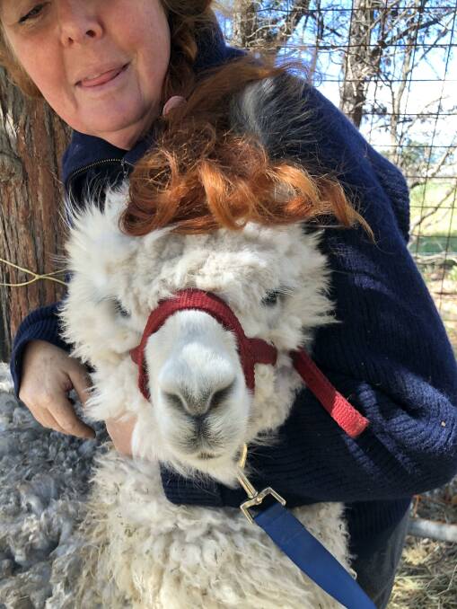 DO YOU LIKE MY WIG?: Anne Fuller with a friendly alpaca at Madison's Mountain Retreat.