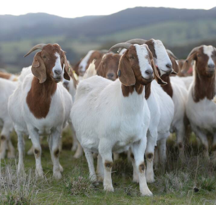 Two new goat abattoirs are being planned in NSW to cater for a growing market.