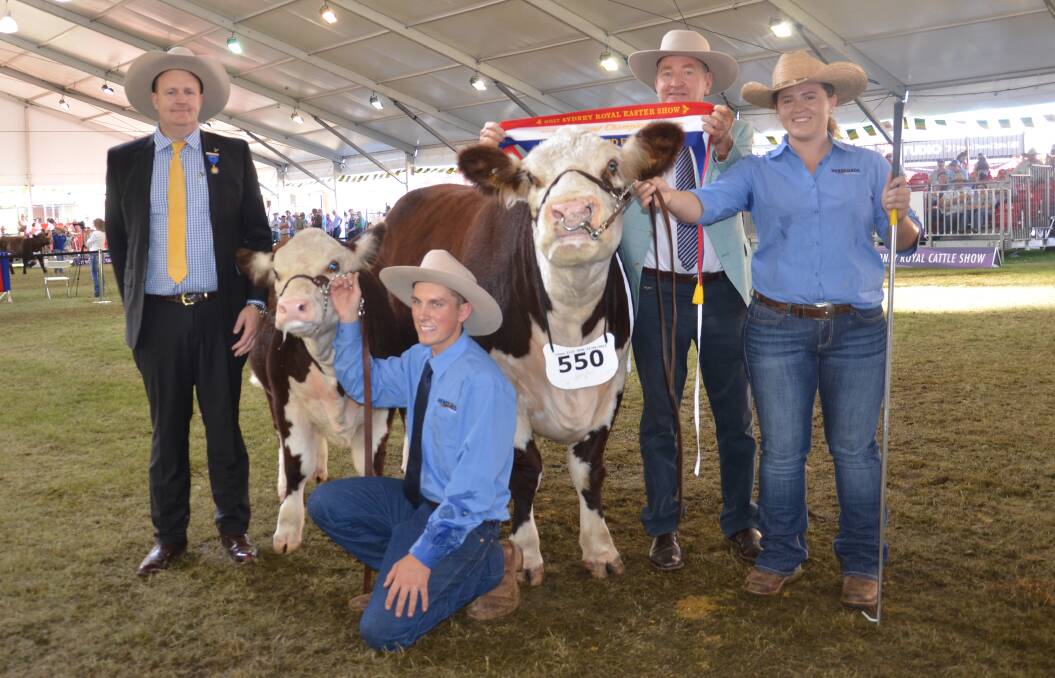 Judge Troy Setter, CPC, with Joel Maguire, Laura Harris and Ian Galloway with the grand champion female Beau River Ruby H38 (P) from Beau River Poll Hereford stud, Orange, at 2017 Sydney Royal Show.