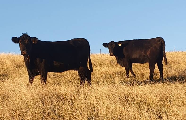 GROWTH: Calves are weaned between six and seven months old, depending on the season.