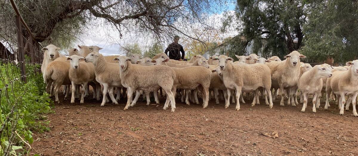RANGE OF MARKETS: Neil and Bindi Haling, Cambooya, Gulargambone, have found great success crossing their Dorper flock with Australian White rams, producing faster finishing animals.