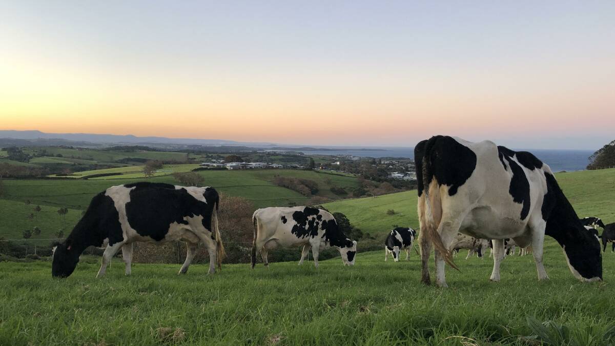 MILK WITH A VIEW: The Pines' cows grazing the hills just outside Kiama.