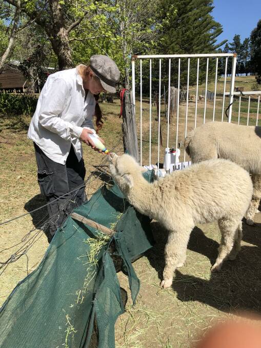 HAVE A PAT: Guests can come and get to know the alpacas.