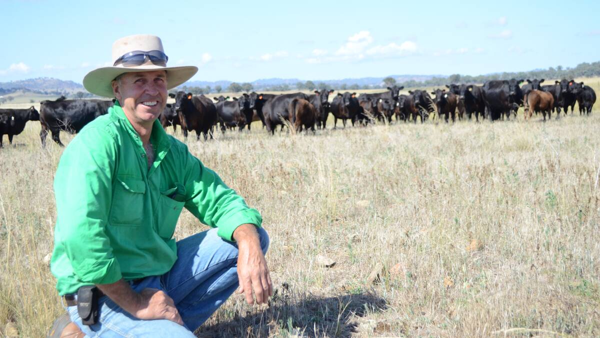 Rohan Clark, "Appledore", Barraba, NSW, has a practical approach to raising his Angus herd, focusing on temperament and conformation in his breeders. Photo by Ruth Schwager.